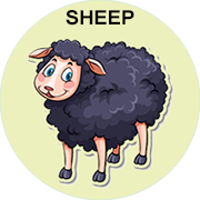 Sheep