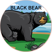 black bear