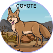 coyote