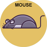 mouse