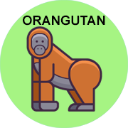 orangutan