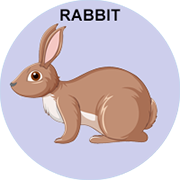 rabbit