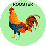 rooster