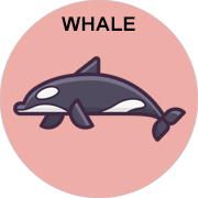 whale